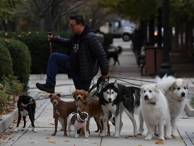 Daniel Cheong, a dog behaviorist and trainer, steps over a leash as he walks a pack of dogs in Arlington, Va. on November 13, 2018. (Photo by Ricky Carioti/The Washington Post)