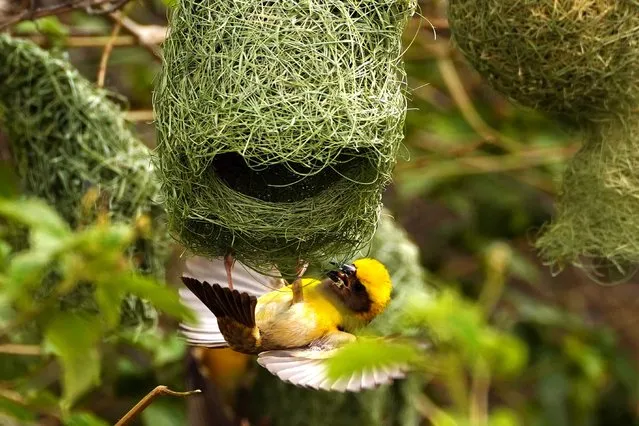 The Baya Weaver (Ploceus Philippinus) builds its nest on the outskirts of Ajmer on July 5, 2021. (Photo by Himanshu Sharma/AFP Photo)