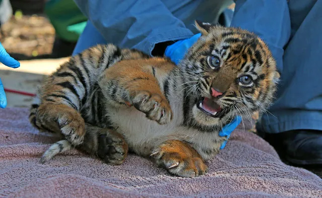 A vet from Chester Zoo catches one of the three as yet unnamed 12 week old  Sumartran Tiger Cubs born earlier this year, to identify what s*x they are and to vaccinate them, Friday March 27, 2015. (Photo by Peter Byrne/AP Photo/PA Wire)