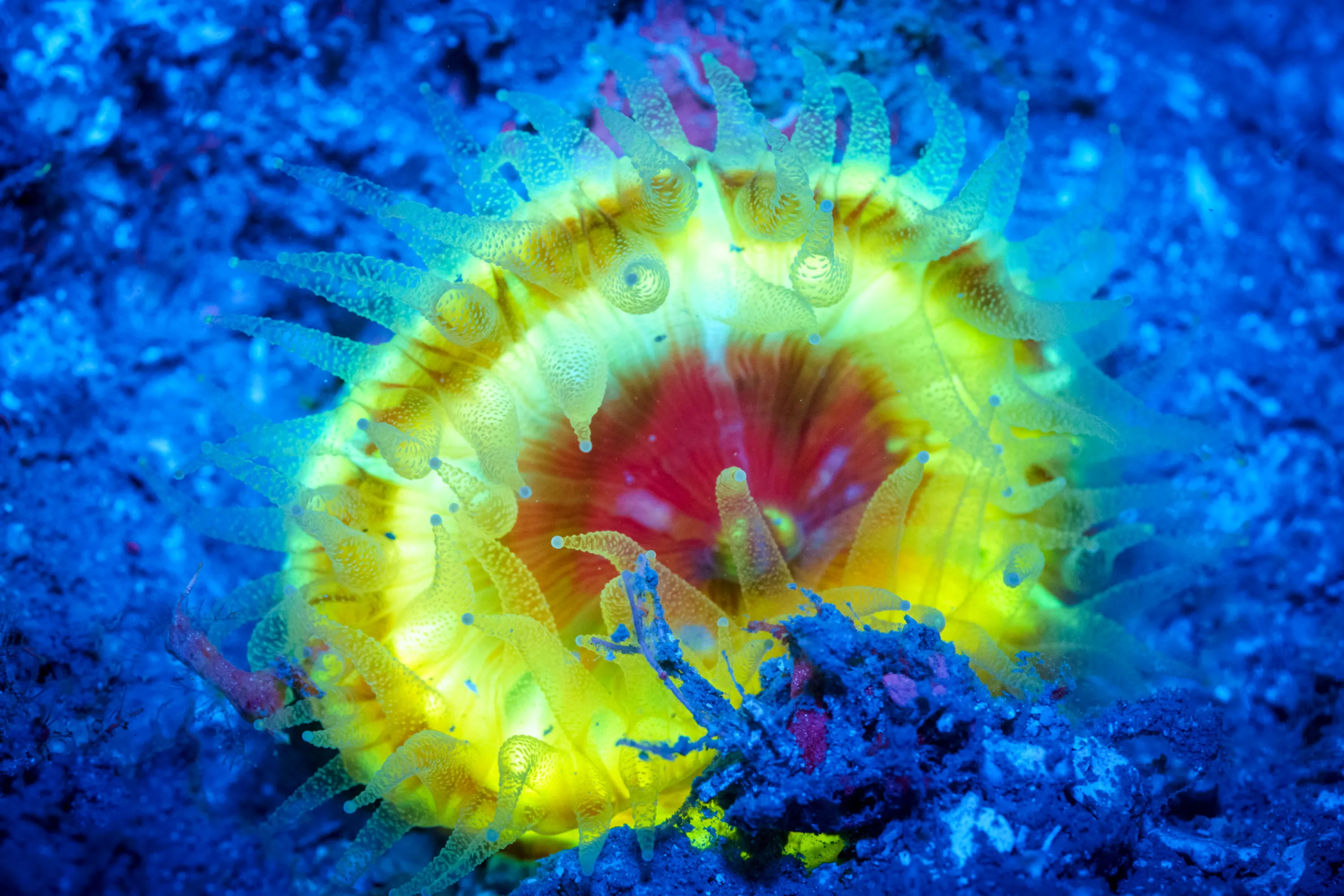 Красивые обитатели морских глубин