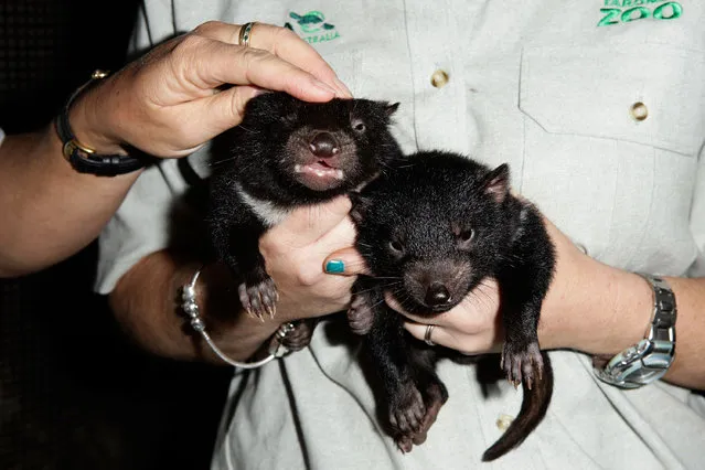 Tasmanian Devil joeys are seen at Taronga Zoo on October 22, 2009 in Sydney, Australia. (Photo by Brendon Thorne/Getty Images)