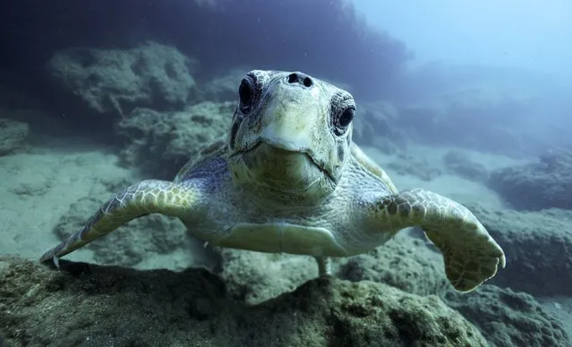 A turtle in the Aegean Sea off the island of Crete, Greece on September 28, 2021. (Photo by Sergei Bobylev/TASS)