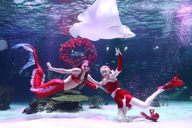 Divers wearing Santa Claus costume swim with fish in the tank at Aquaplanet on December 08, 2022 in Seoul, South Korea. Christmas has become increasingly popular over the years in South Korea, which is the only East Asian country to recognize Christmas as a national holiday. (Photo by Chung Sung-Jun/Getty Images)
