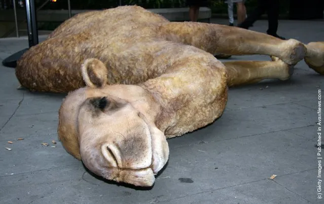 Passer inspects Camelot, a replica camel carcass simulating that used by adventurer Bear Grylls to shelter in the Sahara desert during an episode of the Discovery Channel's Man Vs. Wild