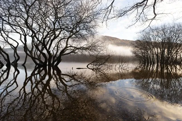 Early morning light and mist at Firkin Point on Loch Lomond in Scotland on January 4, 2024. (Photo by Murdo MacLeod/The Guardian)