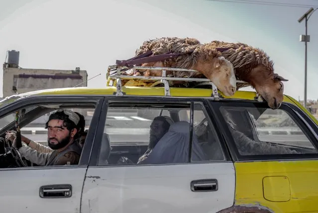 People travel in a taxi carrying sheep on a luggage carrier and in the car boot in Kandahar October 30, 2021. (Photo by Bulent Kilic/AFP Photo)