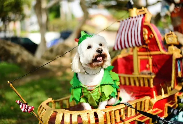 A dog dressed as Peter Pan is seen at the Haute Dog Howl'oween Parade at Marina Vista Park on October 31, 2021 in Long Beach, California. (Photo by Chelsea Guglielmino/Getty Images)