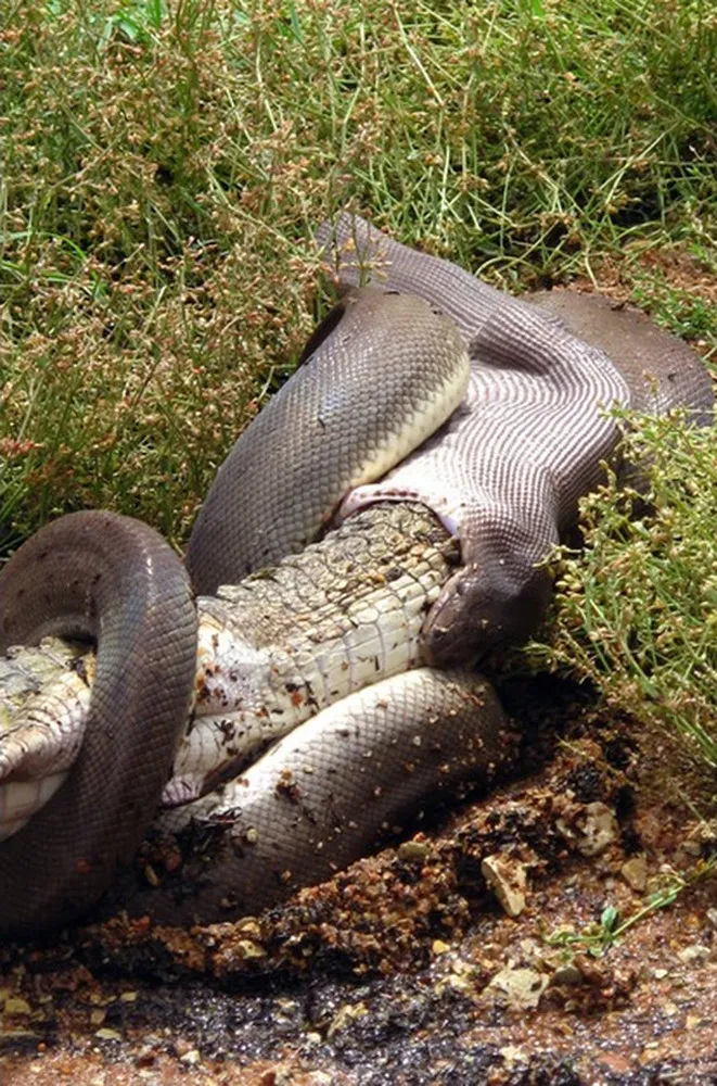 Python Meets a Crocodile See what Happened Next