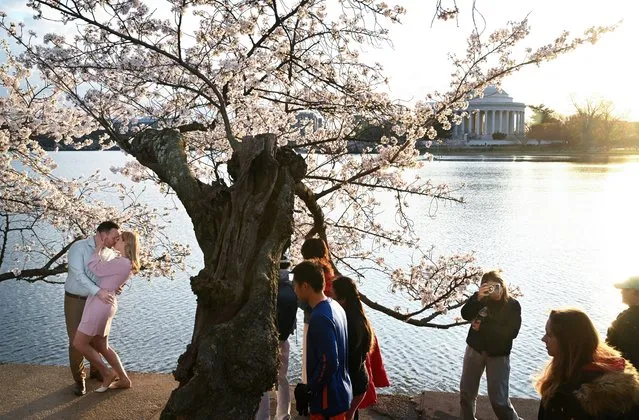 Framed by blooming cherry blossoms, Gareth Prisk and Kristen Walker, left, kiss as they have engagement photos taken along the Tidal Basin on Wednesday March 20, 2024 in Washington, DC. (Photo by Matt McClain/The Washington Post)
