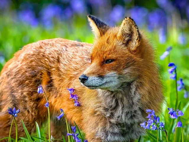 A fox among the bluebells in Bournemouth, Dorset in the second decade of April 2024. A 2017 study found that the town had the highest concentration of urban foxes in the UK, with 23 per sq km. (Photo by ShazzHooper/BNPS)