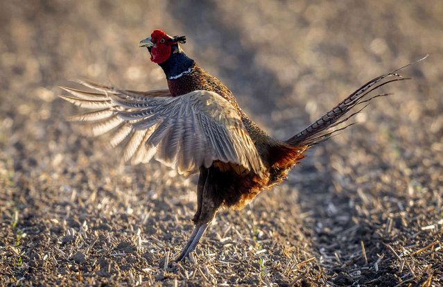 A pheasant shakes its wings on an acre in the outskirts of Frankfurt, Germany, early Saturday, April 27, 2024. (Photo by Michael Probst/AP Photo)