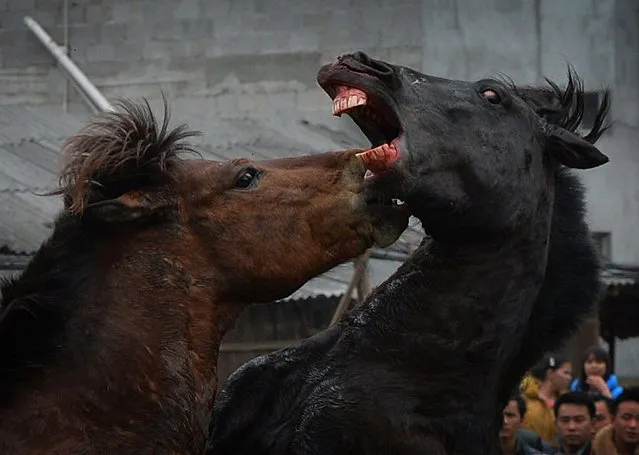 Horse Fighting In China