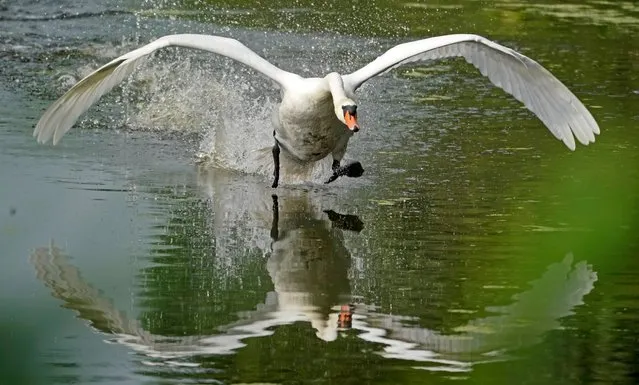A mute swan (cygnus olor) flies on a pond at the nature reservation “Wagbachniederung” in Waghaeusel, near Karlsruhe, Germany, 01 July 2019. The Wagbachniederung is an important breeding and resting place for breeding birds in Europe, which are endangered by extinction, and is one of the most important bird protection areas in Germany. (Photo by Ronald Wittek/EPA/EFE/Rex Features/Shutterstock)