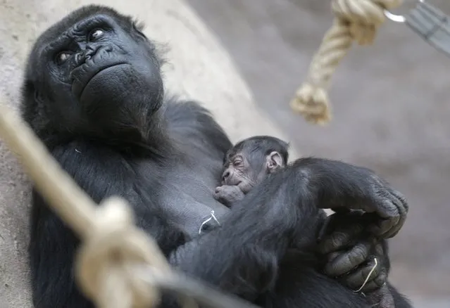 24-years old gorilla Shinda holds her newborn baby at the Zoo in Prague, Czech Republic, Sunday, April 24, 2016. Shinda gave a birth to her first child on April 23, 2016 and the baby is yet to be named. It was an unexpected birth that took everyone at the Prague zoo by surprise. Nobody noticed that 24-year-old gorilla Shinda – who is a bit overweight – was pregnant. After several miscarriages, she was expected to remain childless. (Photo by Petr David Josek/AP Photo)