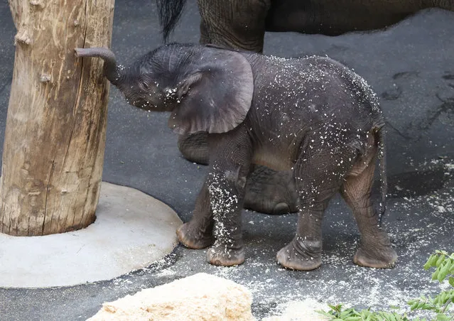A five-day-old female elephant calf takes her early steps in Vienna zoo, Austria on July 18, 2019. (Photo by Karl Schöndorfer/Rex Features/Shutterstock)