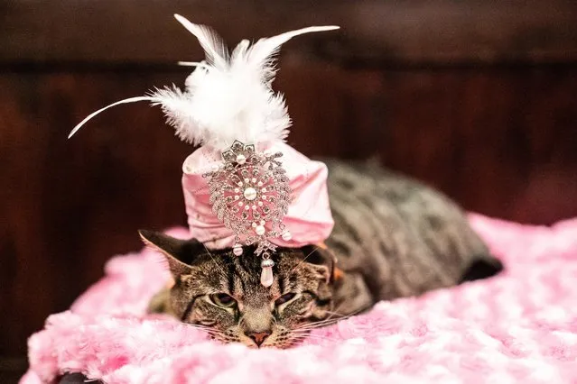 Sakie wears a turban at backstage before the Algonquin Hotel’s Annual Cat Fashion Show in the Manhattan borough of New York City, New York, U.S., August 1, 2019. Ten “mewdels” hit the catwalk at the annual show to raise awareness for animal rescue and adoption. (Photo by Jeenah Moon/Reuters)