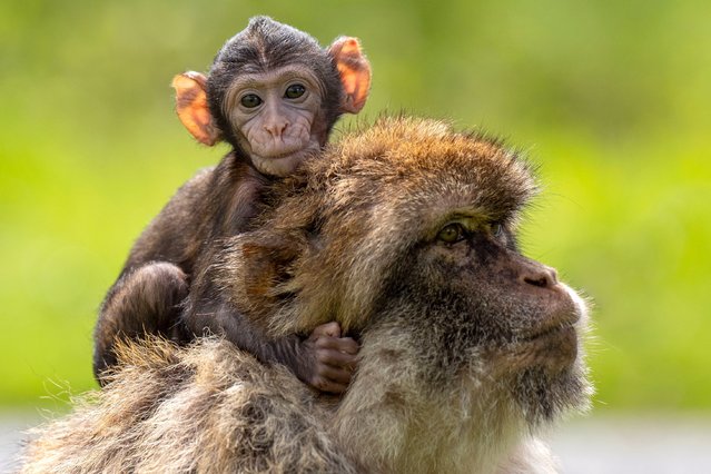 Hayley, a baby macaque who was born on May 13 at Blair Drummond Safari and Adventure Park, near Stirling, UK with her mother Orcus on Tuesday, June 18, 2024. (Photo by Jane Barlow/PA Images via Getty Images)