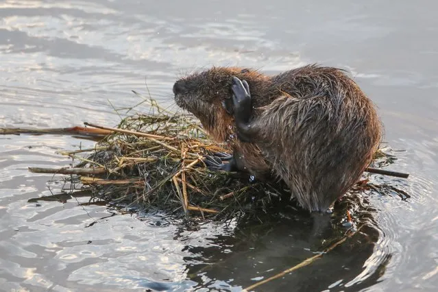 A nutria, also known as coypus or swamp rats, is seen in the bushes above the water in Agri, Turkiye on March 13, 2022. Nutrias, originally native to subtropical and temperate South America, live at the foot of Mount Ararat (Mount Agri). (Photo by Huseyin Yildiz/Anadolu Agency via Getty Images)