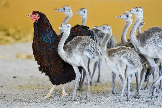 Gertrud the chicken (L) walks with American rhea chicks in her enclosure at the Tierpark in Worms, Germany, 16 July 2015. The hen has taken over the task of rearing the chicks after the rhea cock actually responsible for their parental care absconded his responsibility. (Photo by Uwe Anspach/EPA)
