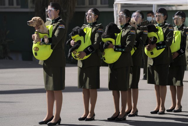 Police officers introduce a litter of golden retriever puppies to be trained as police dogs during a ceremony at the National Police Academy in La Paz, Bolivia, Monday, August 16, 2021, the date of the feast day for Saint Roch, considered the patron saint of dogs, among other things. (Photo by Juan Karita/AP Photo)