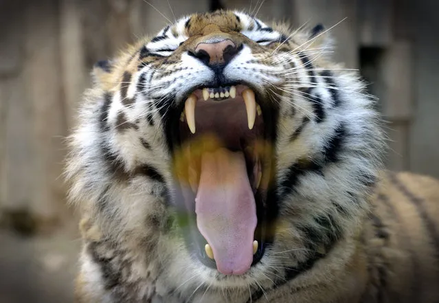 Siberian tiger female Betty yawning and resting in enclosure at the city zoo in Olomouc, Czech Republic on May 29, 2017. (Photo by Slavek Ruta/Rex Features/Shutterstock)