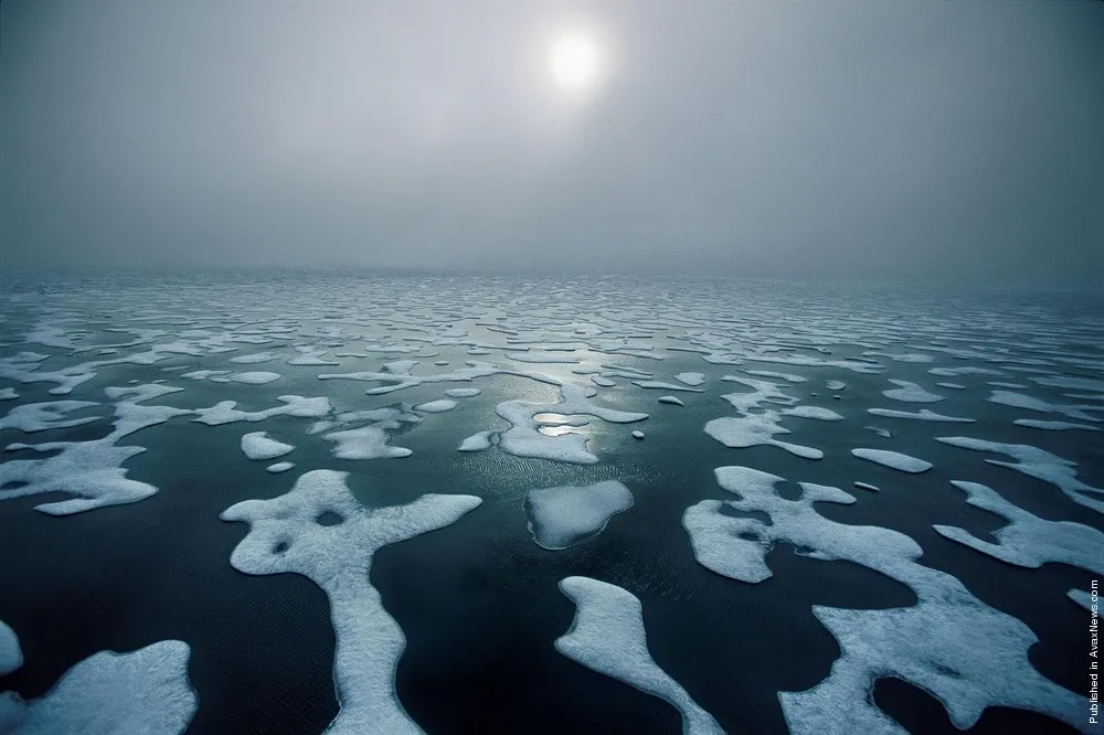 Polar Tales by Paul Nicklen. Part III