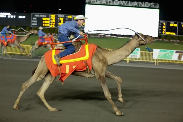 Camelot, with rider Kris Anderson, wins an exhibition race billed as “The Cameltonian” at the Meadowlands Race Track in East Rutherford, New Jersey June 21, 2014. Run by Hedrick's Promotions in Nickerson, Kansas, this is the third year the race has been run at the track, in tandem with an ostrich race. (Photo by Ray Stubblebine/Reuters)