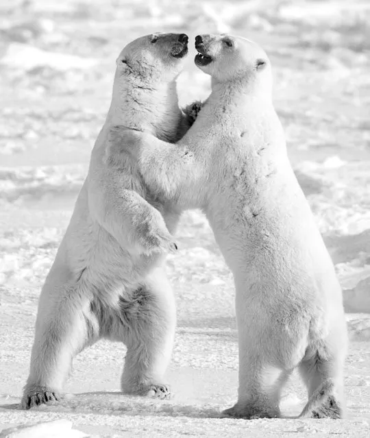 Undated David Yarrow handout photo of polar bears as the self-taught wildlife photographer promotes his book, Encounter. (Photo by David Yarrow/Clearview/PA Wire)
