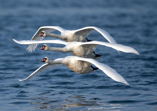 Swans race across Restronguet Creek in southern Cornwall in the last decade of September 2024. (Photo by Alan James/Solent News & Photo Agency)