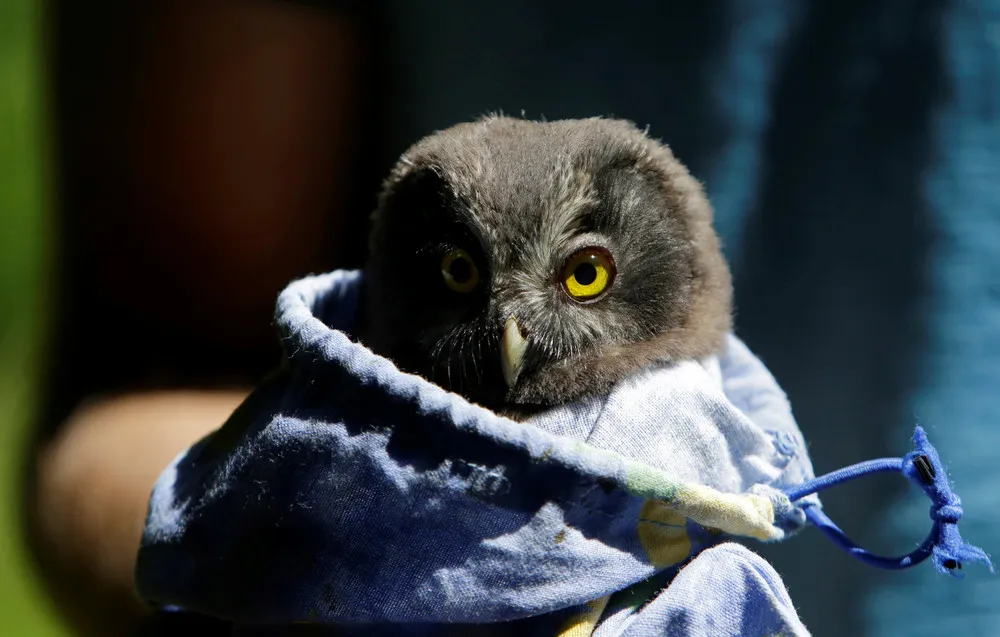 Watching Owls at the Smart Nest Box