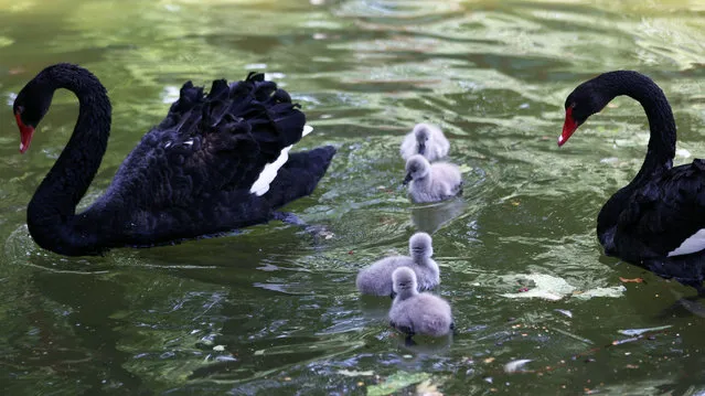 Black swans take care of newborn cygnets at Kugulu Park (Swan Park) in Ankara on May 30, 2022. (Photo by Adem Altan/AFP Photo)