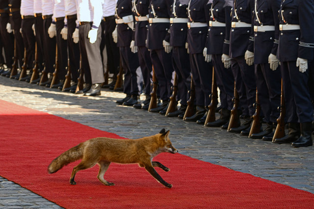 A fox passes by the military honor guard prior to the welcoming ceremony for the Mauritanian President Mohamed Ould Cheikh El Ghazouani on October 8, 2024 at the presidential Bellevue Palace in Berlin. (Photo by Tobias Schwarz/AFP Photo)