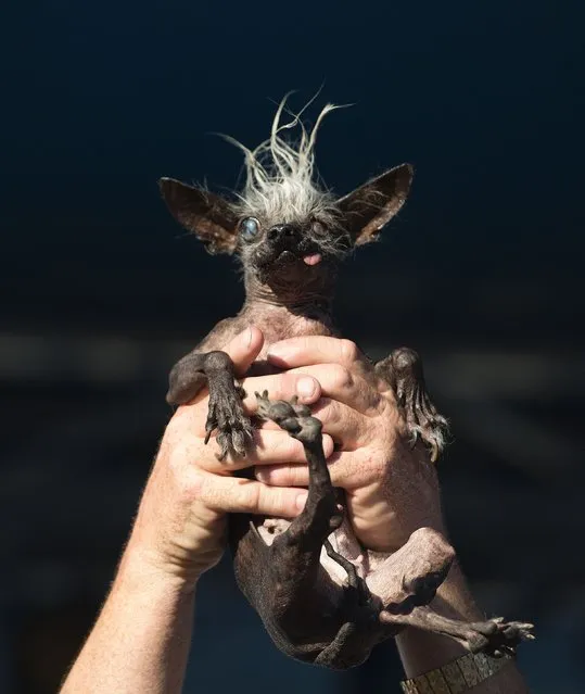 Sweepie Rambo, a chinese crested, is held up by owner Jason Wurtz during the World's Ugliest Dog Competition in Petaluma, California on June 24, 2016. (Photo by Josh Edelson/AFP Photo)