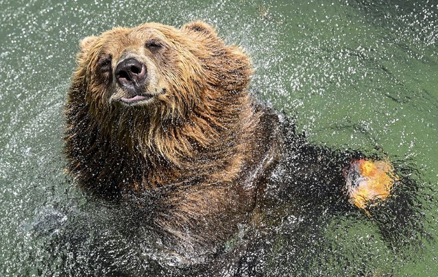 A brown bear cools off in a pool at the Rome Zoo (Bioparco) during a heat wave in Rome, Italy, 19 July 2023. Major Italian cities are on red alert due to the country's third heatwave of the summer as the peninsula is hit with record-high temperatures. (Photo by Riccardo Antimiani/EPA)