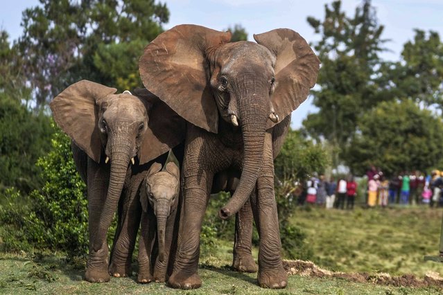 Members of the public watch as Kenya Wildlife Service rangers and capture team release five elephants at Aberdare National Park, located in central Kenya, Monday, October 14, 2024. (Photo by Brian Inganga/AP Photo)