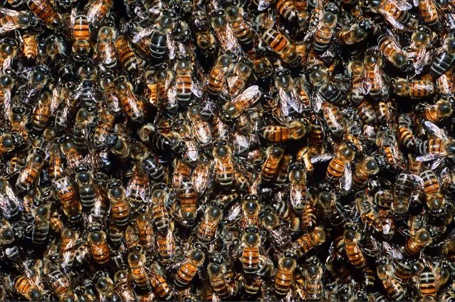 A mass of honeybees. (Photo by M. Watson/Ardea/Caters News)