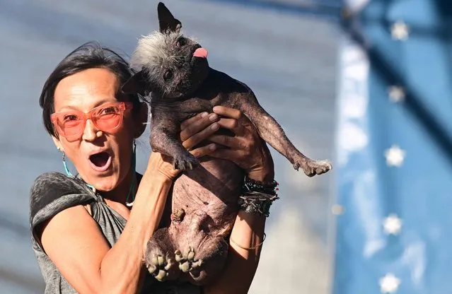 Jeneda Benally reacts to the announcement that her dog Mr. Happy Face won the World's Ugliest Dog Contest in Petaluma, California on June 24, 2022. Mr. Happy Face, a 17-year-old Chinese Crested, saved from a hoarder's house, won the competition taking home the $1500 prize. (Photo by Josh Edelson/AFP Photo)