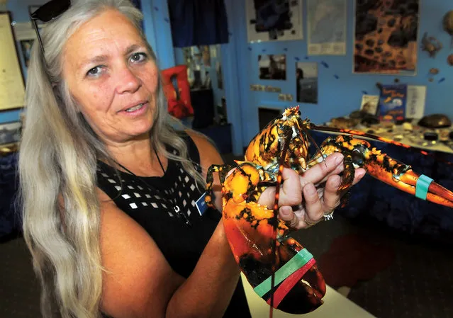 In this July 29, 2014 photo, Ellen Goethel, a marine biologist and owner of Explore the Ocean World Oceanarium in Hampton, N.H., holds a calico lobster. Captain Josiah Beringer, fishing vessel Patricia Lynn, caught the lobster in one of his traps and donated the 1½-pound, 5-year-old male lobster to the Explore the Ocean World Oceanarium. Goethel said calico lobsters are the “second most rare lobster” in the world, after albino lobsters. (Photo by Deb Cram/AP Photo/Portsmouth Herald)
