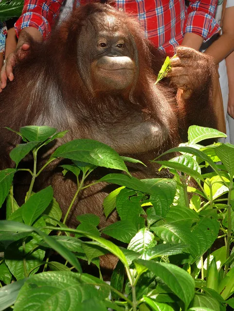 An orangutan named Pacquiao poses during a media event for the opening of a medicinal plants exhibition at the Malabon Zoo and botanical garden in suburban Manila on August 18, 2015. The Philippine Department of Health has endorsed 10 medicinal plants to be used as herbal medicine as part of its traditional health programme. (Photo by Jay Directo/AFP Photo)