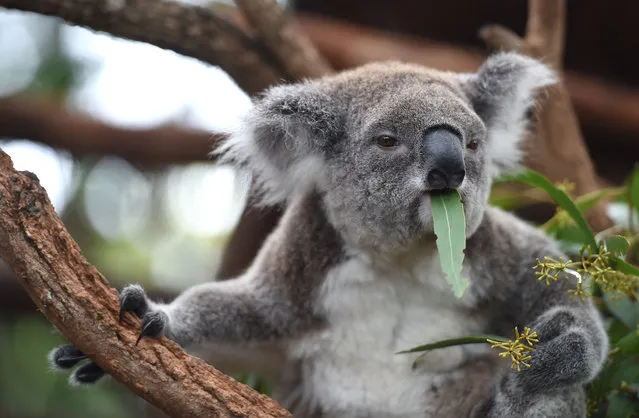 In this photo taken on April 28, 2016, a koala who goes by the name of Ocean Summer who is blind from brain damage resides at the Koala Hospital in Port Macquarie. The outlook for koala populations on Australia's east coast is dire as habitat loss, dog attacks, car strikes, climate change and disease take their toll. While there were believed to be more than 10 million koalas before British settlers arrived in 1788, a 2012 national count placed their total numbers at around 330,000, though their existence in treetops makes accurate assessment difficult. (Photo by Peter Parks/AFP Photo)