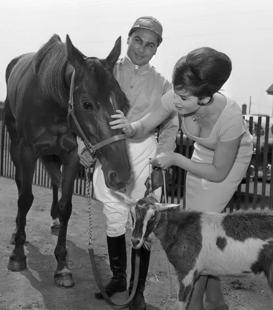 French horse Kracovie is presented with new pet goat by American actress Tina Louise at Roosevelt raceway in Westbury, New York, July 7, 1961. Roger Vercruysse, who will drive Kracovie in the international trot at Roosevelt on July 15, watches the presentation. Kracovie was lonely without its French pet goat which was not allowed to enter the United States. (Photo by AP Photo)