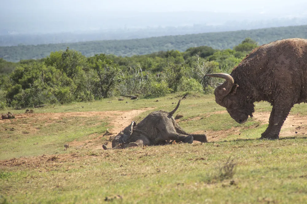 A Elephant Calf vs Buffalo Bull in South Africa