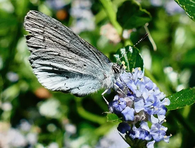 A holly blue butterfly in the warm sunshine in Henley on Thames, England on May 17, 2022. (Photo by Geoffrey Swaine/Rex Features/Shutterstock)