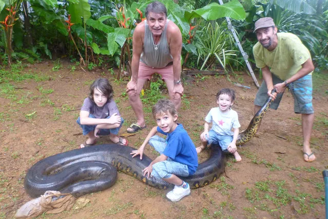 (L-R) Noam Bascoules, Michel Bascoules, Solal Bascoules, Mano Bascoules and Sebastien Bascoules pose with a 17ft anaconda which ate a pet dog is blindfolded with a t-shirt in Montsinery, French Guiana. (Photo by Sebastien Bascoules/Barcroft Media/ABACAPress)