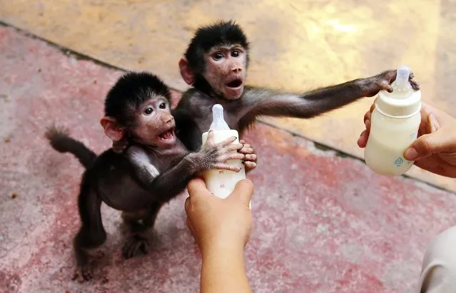 Baby Hamadryas baboons reach for milk bottles as a zookeeper feeds them at a zoo in Hangzhou, Zhejiang province September 17, 2014. (Photo by Reuters/China Daily)