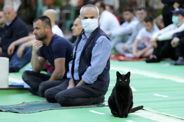 A cat stands near Muslims offering Eid al-Fitr prayers outside the mosque of Kokonoz in Tirana, Albania, Sunday, May 24, 2020. Millions of Muslims across the world are marking a muted and gloomy holiday of Eid al-Fitr, the end of the fasting month of Ramadan – a usually joyous three-day celebration that has been significantly toned down due the coronavirus pandemic. (Photo by Gent Onuzi/AP Photo)