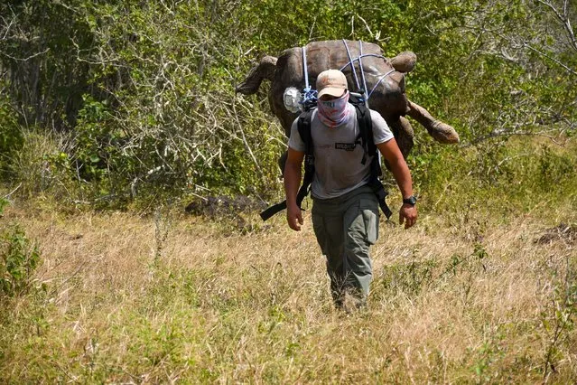 In this handout picture released by Parque Nacional Galapagos (Galapagos National Park) a park ranger moves Diego, a chelonidis hoodensis turtle, to the area called Las Tunas, 2.5 km off the coast of Espanola Island in the Galapagos archipelago, Ecuador, on June 15, 2020. Diego, an over 100 years-old giant tortoise considered a super male by saving his species from extinction in the Ecuadorian Galapagos archipelago, was returned to his native island Espanola after breeding in captivity for several decades, Environment Minister Paulo Proano, reported Monday. (Photo by Parque Nacional Galápagos/AFP Photo)