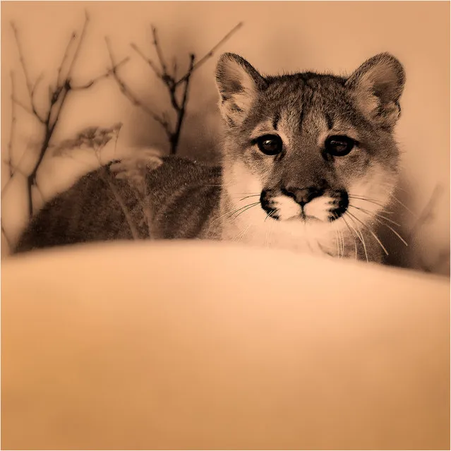 “Eyes Of Young Predator”. Young Mountain Lioness Study.