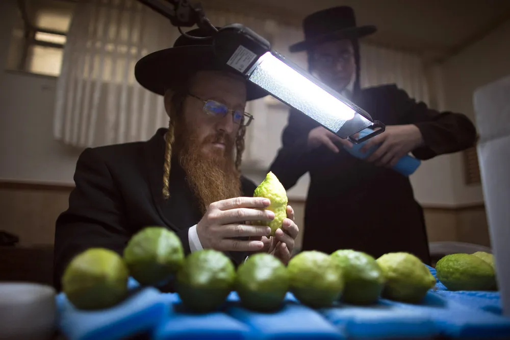 Symbolic Citrus: Israeli Jews Inspect Fruit for Sukkot