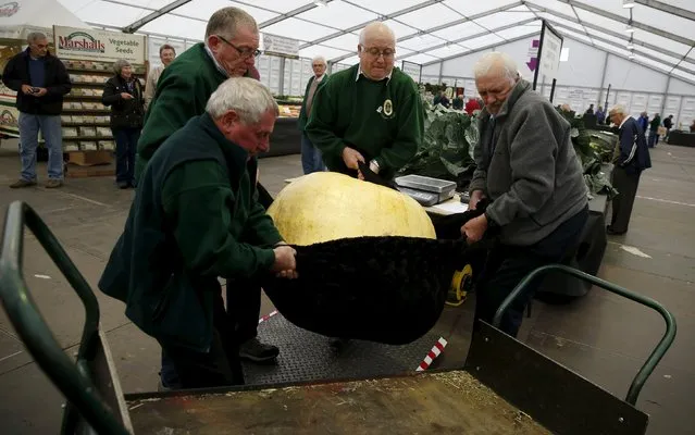 Staff lift a prize winning giant pumpkin weighing 123 kg (271 lbs) on the opening day of the Harrogate Autumn Flower Show in Harrogate, northern Britain, September 18, 2015. (Photo by Phil Noble/Reuters)